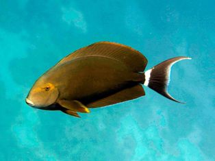 Acnthurus gahhm